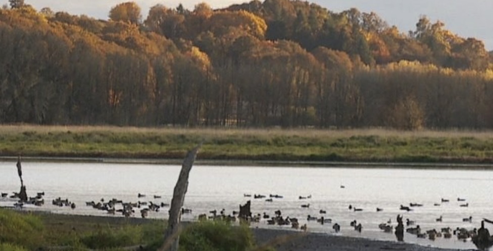 Cascades Raptor Center